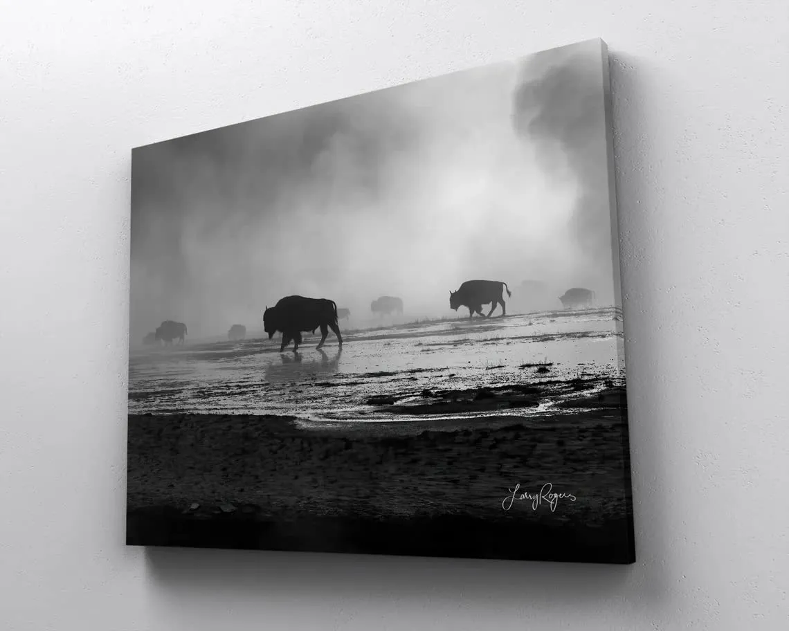 Bison Walking in Mist in Yellowstone, National Park of Alpine Meadows, Black and White Wall Artwork Available in (Glossy Photo Print, 8x10 Inches)