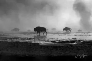 Bison Walking in Mist in Yellowstone, National Park of Alpine Meadows, Black and White Wall Artwork Available in (Glossy Photo Print, 8x10 Inches)