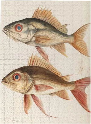 Stunning Fish Anatomy，500 Piece Adults Wooden Jigsaw Puzzle，Illustration of Two Fish with Clear Lines and Natural Colors，Creative Play & Holiday Party Gifts Artwork Wall Home Decor